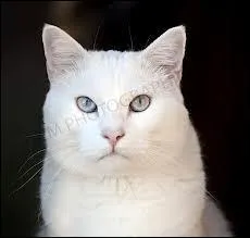 Etoile filante nomme un nouveau lieutenant juste avant mourir. Qui est-ce ? Et comment s'appelle-t-il avec son nom de chef ?