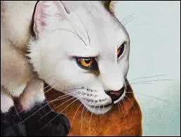 Etoile de jais a des problmes avec des chats domestiques.