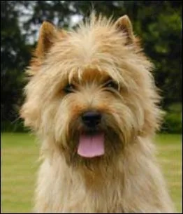 Comment s'appelle le chien ?