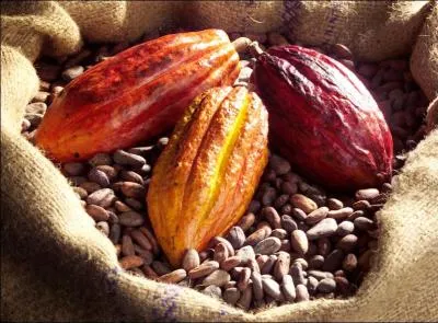 La Cte d'Ivoire est le premier producteur au monde de cacao.