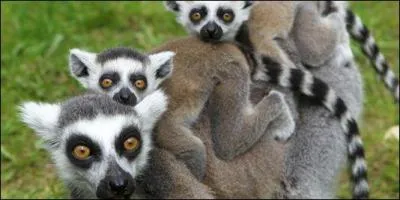 Les lmuriens, une espce descendante des anciens primates, sont prsents dans divers pays d'Afrique australe et d'Amrique du Sud.