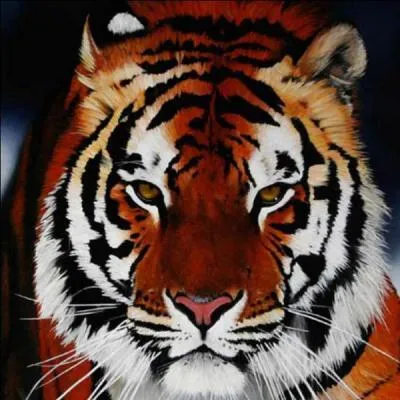 Quel est cet animal en anglais ?