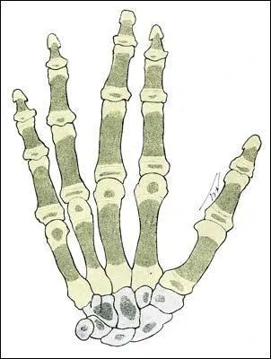 Combien de phalanges nos dix doigts possdent-ils ?