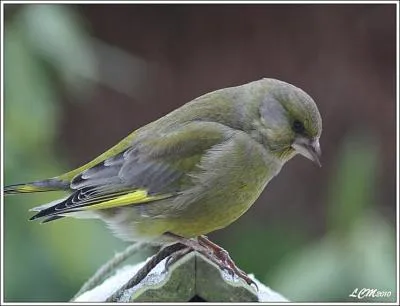 Ce bel oiseau est un...