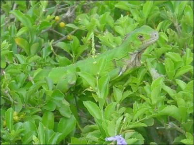 Quel philosophe a crit  tous les verts s'talent et respirent au soleil, chacun avec sa nuance propre, et sa transparence, car la feuille est tendre encore.  
