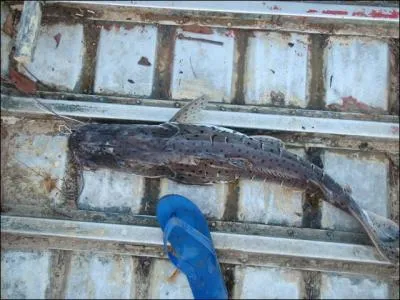 Qui a invent cette mule, trs pratique pour les vacances, la tong ?