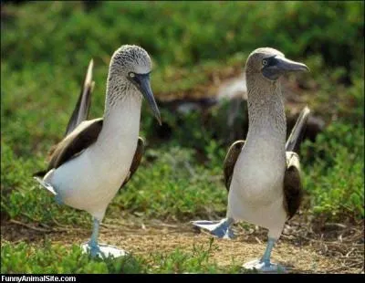 Et pour finir, que peut-on dire de ces deux oiseaux ?