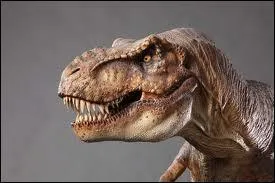 Je suis le Tyrannosaure rex, le roi des dinosaures, et loin d'tre stupide. Mon cerveau est relativement gros pour un dino. Mais sa plus grande partie ne me sert qu' une seule chose. Laquelle ?