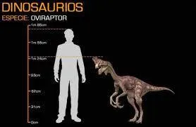 Je suis l'Oviraptor. Je ne suis pas le premier de la classe, mais je suis suffisamment intelligent pour :