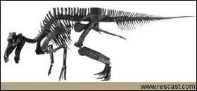 Quelle est la longueur en mtres d'un Maiasaure, sachant que cette longueur multiplie par elle-mme donne 81 ?