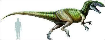 Comment appelle-t-on un dinosaure qui marche sur deux pattes, comme l'Allosaure ?