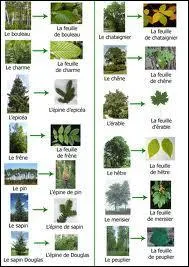 Devinette : Mon premier est la teinte du visage quand on est malade. Mon deuxime est une note entre r et fa. Mon troisime est la terminaison des verbes du premier groupe  l'infinitif. Mon tout est un arbre que mangent les Maiasaures.