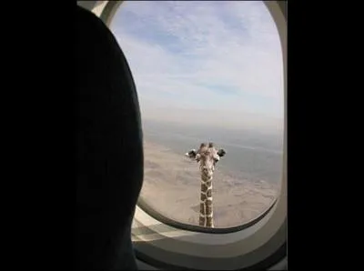 Combien de cervicales a une girafe ?