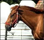 Quelle est l'attitude de ce cheval ?