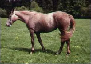 Quelle est la robe de ce cheval ?