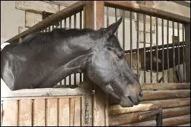 Pourquoi ne met-on pas la selle directement sur le dos du cheval ?