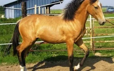 Quiz Galop 3
