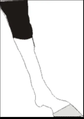 Quel est le type de cette balzane ?