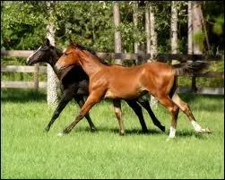 Chez les animaux, c'est en moyenne...