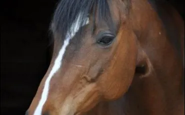 Quiz Galop 1