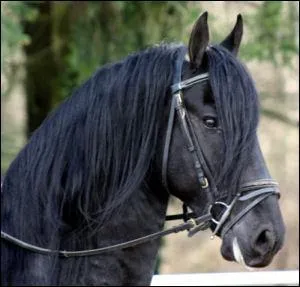 De quelle race est celui-ci ?