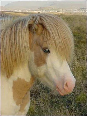 De quelle race est celui-ci ?