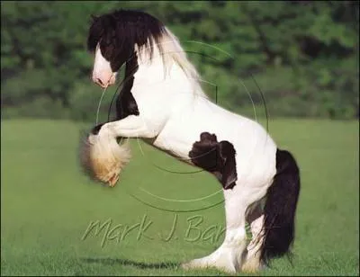 Et enfin je complique. De quelle race celui-l est-il ?