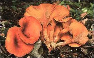 Quel est ce champignon ?