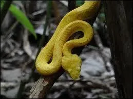 De quelle couleur est ce serpent ?