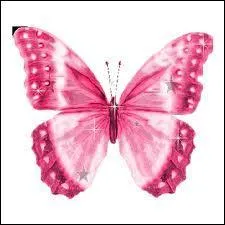 De quelle couleur est ce papillon ?