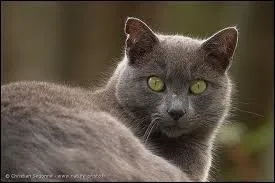 De quelle couleur est ce chat ?