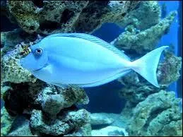 De quelle couleur est ce poisson ?