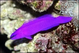 De quelle couleur est ce poisson ?