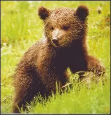 De quelle couleur est cet ourson ?