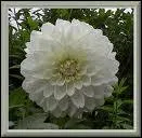 Quelle est cette fleur ?