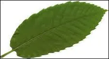 De quel arbre provient cette feuille ?