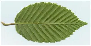 A quel arbre appartient cette feuille ?