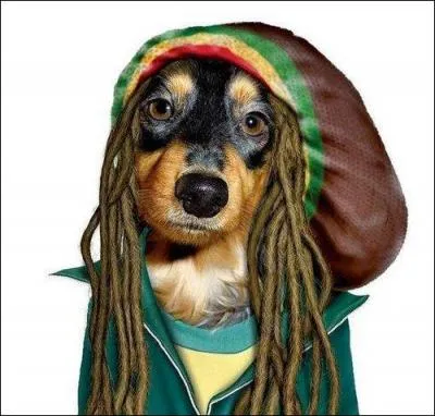 Quel tait le type de chansons de Bob Marley ?