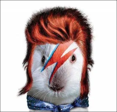 Par qui est interprt Ziggy Stardust ?