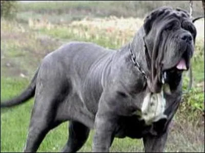 Comment se nomme le fidle chien de Hagrid ?