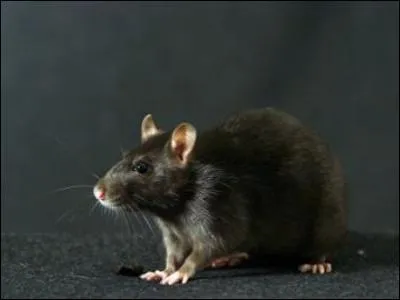 Crotard, le rat de Ron, est traduit par...