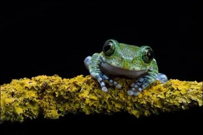 Si vous avez du flair, vous trouverez sans difficult le nom de ce personnage, hros meurtrier du film : Le Parfum !