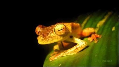 Qui a dit : Le corbeau croasse, la grenouille coasse, et le serbo croate ?