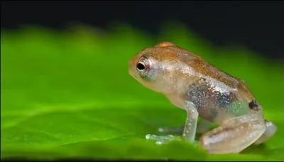Mme si vous ne connaissez pas le nom de ce groupe amricain, un minimum d'anglais (trs scolaire), vous donne la rponse par la photo !
