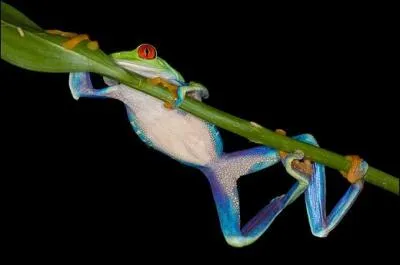 Ce chanteur, a prsent disparu, chanta  La grenouille  !