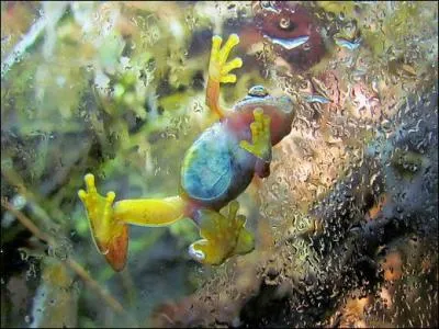 Comment s'appelle la grenouille du film  Shreck 2  ?