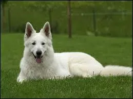 Quelle est la race de ce chien ?