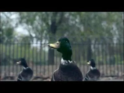 Pourquoi Bertrand se fait-t-il appeler  canard  ?