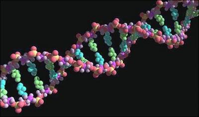 Que signifie ADN ?