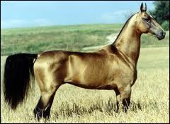 Quel cheval est-ce ?